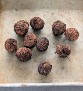 What’s left are the walnuts in their hard shells – the hardest shells of all the tree nuts.