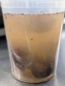 After all the nuts are picked, they are placed in cold water to remove any remaining black husk coating. Any nuts that float are discarded. This is a sign that the nutmeat did not form properly.