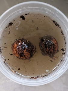 Here are two nuts that floated right to the top. The good black walnuts will sink.