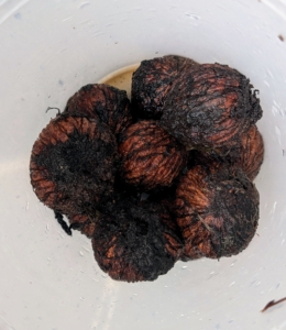 Once the husks are removed, the nuts are separated and the empty husks are thrown away - in the trash and not the compost pile because of the juglone chemical. It is important not to let that spread to other plantings.