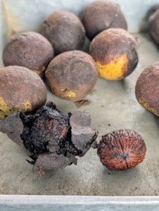 Here, one can see the black walnut still encased in its husk, the husk broken, and the shelled nut exposed.