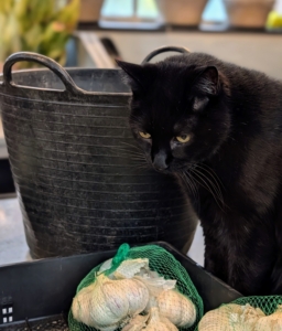 Here's Blackie, my Greenhouse cat, inspecting the garlic that arrived. He's the perfect feline helper on Halloween.