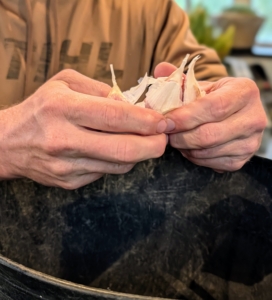 Ryan is careful to keep each clove intact as he is separates. He also leaves some of the papery peel, called the skin, on the clove.