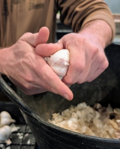 Ryan works with one variety at a time to keep them organized. Each bulb is carefully broken to separate all the cloves. For the best results, plant the largest cloves from each bulb and save the smaller ones for eating.