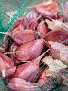 The garlic is soaked one variety at a time, so as not to accidentally mix them up. This is Chesnok Red - Purple Stripe. The Chesnok Red garlic is an heirloom variety. It is loved for its rich flavor as an all-purpose cooking garlic. It’s also well known as a superb baking garlic.