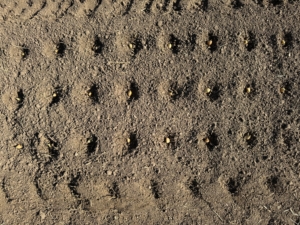 Every clove is planted by hand - one in each hole.