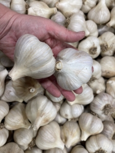 This variety is Romanian Red - large, impressive bulbs with a rich, hot flavor.