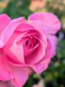This rose is Romantica Ball Gown. It opens with more than 100 petals per blooms and has an intense rose scent.