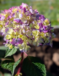 Hydrangeas are long-lived, and extremely vigorous specimens that offer lavish and varied blooms. They thrive best in partial shade with four to six hours of direct sunlight daily.