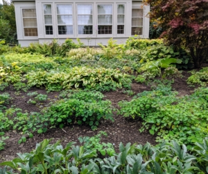 Here is a photo form 2019 - the plants are filling the area in nicely.