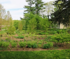 The plants thrived and developed nicely in this partly shaded area.