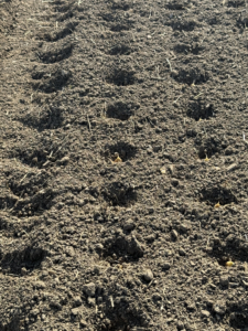At Keene, garlic is grown on two acres of the farm. A tractor starts by making all the holes. These are three to four inches deep.