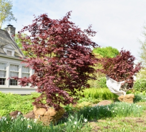 The area looked very pretty without the trees, but the plantings below still needed adequate shade to thrive. That spring, I planted two 10 to 12-foot Japanese maples.