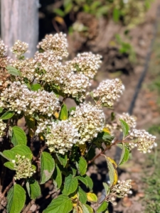 Now that it is fall, these hydrangeas flowers are beginning to fade, but they’re all in excellent condition and ready to be planted.