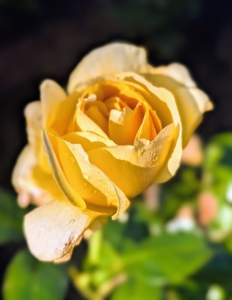 This is Michelangelo. It has vibrant golden petals, deep green foliage, and a sweet lemony fragrance.