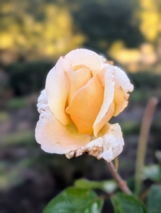 And this one is Romantica Moonlight with large, light yellow flowers and disease resistant foliage.