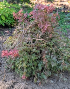 This is an Orangeola Japanese maple, Acer palmatum 'Orangeola.' Its foliage changes from green to purple and then a brilliant shade of orange-red in autumn.