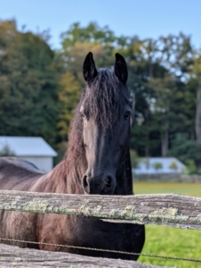 My horses are in great health and get ample exercise and mental stimulation every day.