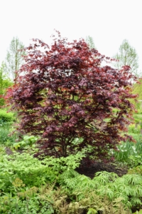 Red-leafed cultivars are the most popular of the Japanese maples. Red and variegated leaves need relief from the hot afternoon sun but need the light to attain full color. These trees are still doing very well.
