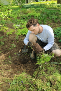 My head gardener, Ryan McCallister, and I began filling the space with shade-loving plants including Epimediums, Syneilesis, Polygonatum, and Astilboides and others.