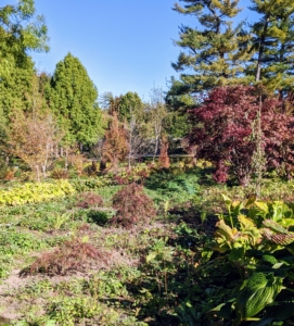 Smaller Japanese maples were added to fill in any bare spots. Gardens take a lot of planning and patience. And remember the old adage, "the first year they sleep, the second year they creep, the third year they leap." One must give a garden time to mature.