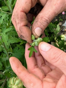 Disbudding is a technique used primarily on mums to encourage the growth of a single, large flower per stem. By removing side buds, the plant focuses its energy on developing one big bloom.