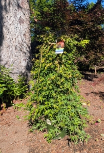 This is a Ryusen Weeping Japanese maple, Acer palmatum ‘Ryusen.’ It is known for its cascading branches and vibrant seasonal foliage.