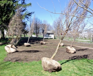 In the spring of 2016, I planted the area with a collection of Stewartia trees. Stewartias are native to Japan, Korea, and the southeastern United States. All are slow-growing, all-season performers that show off fresh green leaves in spring, white flowers resembling single camellias in summer, and colorful foliage in autumn.