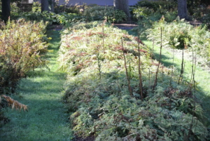 In the fall of 2015, I removed rows and rows of ferns and lilies and relocated them to new areas.