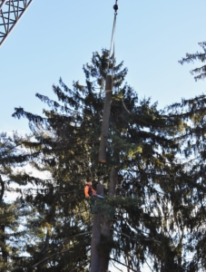 But in January 2019, I had to remove six 125 year old trees - five Norway spruce and one white pine.