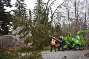 It makes me very sad to see any large trees taken down, but they were leaning very close to my Tenant House where my daughter and grandchildren stay when they visit. It had to be done for safety.