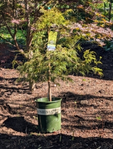 The Waterfall Japanese Maple, Acer palmatum var. dissectum ‘Waterfall,’ is loved for its cascading green foliage, and elegant weeping form. It will grow nicely here.