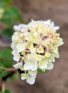 Along the fence on the south side of the garden I planted White Diamonds hydrangeas. White Diamonds® is an exceptional midsize hydrangea with glistening open white panicles that fade to parchment and pink.