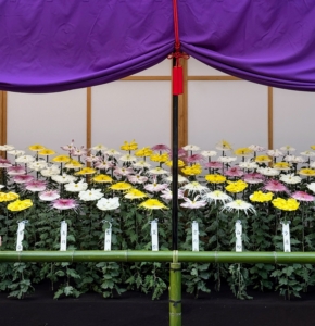 Similar to the Ogiku are two large-flowered styles called Ichimonji and Kudamono. Ichimonji chrysanthemums are characterized by single-blooming flowers with large petals, while Kudamono resemble spiders with their long, thin, straight tubular petals. Notice how the flowers are so broad they each need a round support under the flower heads to keep them from flopping.