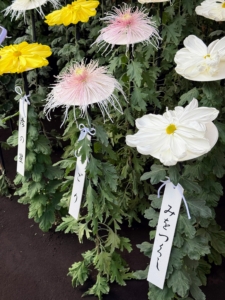 The blooms can be more than six-inches in diameter and are often flat in appearance.