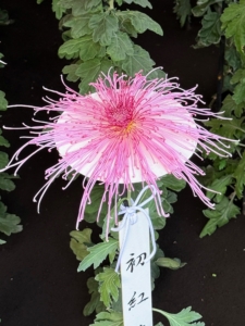 Here is a large, delicate Kudamono-giku. They’re called spider chrysanthemums, but look to me like they’d be right at home next to a sea anemone at the bottom of the ocean.