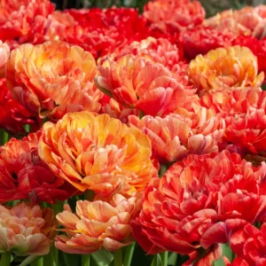 'Moris Gudanov' has big, blooms filled with peach and red petals that are sometimes streaked and sometimes solid. (Photo courtesy Colorblends)