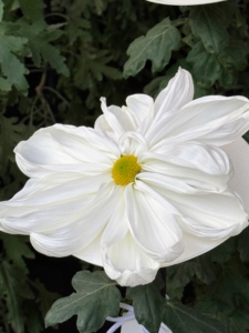 Ichimonji resemble the crest of the Japanese Imperial family.