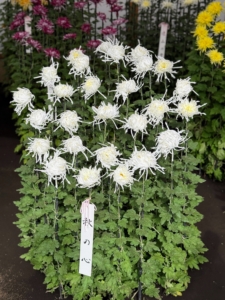 Characterized by medium-sized blooms with classical form that change in appearance as they open, each plant is trained to produce exactly 27 blooms.