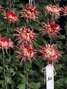 This traditional display practice has been passed down through generations from the 18th and 19th centuries to showcase the beauty of the flowers.