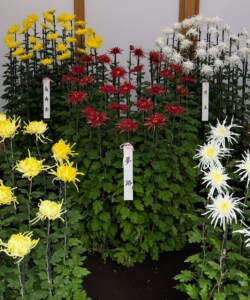 In japan, the chrysanthemum is deeply rooted in culture and history. The flower symbolizes longevity, rejuvenation, and nobility.