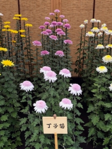 Choji chrysanthemum, Chrysanthemum moriforium cv. Choujigiku, is a medium-sized chrysanthemum with a raised flower center - very anemone-like blooms.
