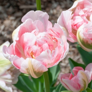 Among the varieties I am planting this year - 'Finola' with stunning pink-and-white blooms. (Photo courtesy Colorblends)