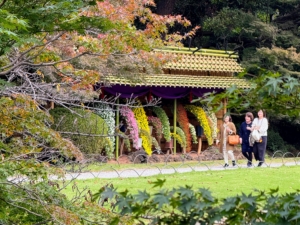 Located in the heart of Tokyo, the garden provided some much welcome respite from the hustle and bustle of the city. The exhibition featured seven huts, called Uwaya, that are specifically used to display these meticulously grown chysanthemums. They are similar to the “theaters” popular in 19th century England used to display auricula primroses. Each of these seven Uwaya showcased specific varieties and methods of training chrysanthemums. The first one we encountered was dedicated to the Kengai style, also known as the cascade style, first created in 1915.