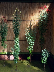 Higo varieties are characterized by medium-flowered, single blooms and were grown by samurai as a way of practicing discipline.