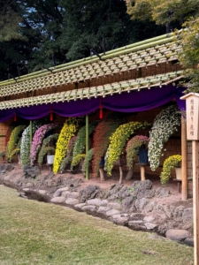 Chrysanthmums grown in the Kengai style are elevated on wooden pedestals and are meant to evoke the look of wild chysanthemums on a cliffside.