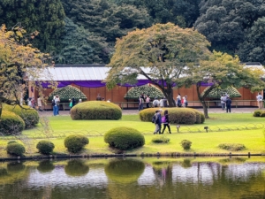 The exhibition was spread across the Japanese Garden, with the Uwaya arranged around a large central pond. Shown here are the impressive Ozikuri, or thousand bloom chrysanthemums, which make an impression even from across the water.