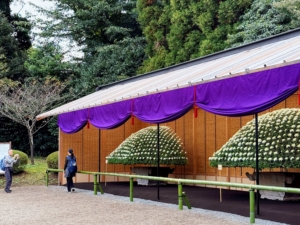 Each massive pot holds a single plant, meticulously trained over the course of a year to produce hundreds of blooms, with each perfectly positioned so the whole resembles an even dome.