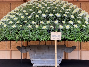 If you look closely, you can see the single stem that produced this entire Ozukuri. Also visible is the intricate frame used to train and support the plant.