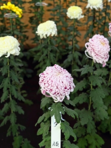 Ogiku are characterized by incurved petals that form a puffy flower and are traditionally arranged in diagonal stripes referred to as Tazuna-ue, or horse bridle style, because they resemble the pattern on horse bridles used in Shinto ceremony.